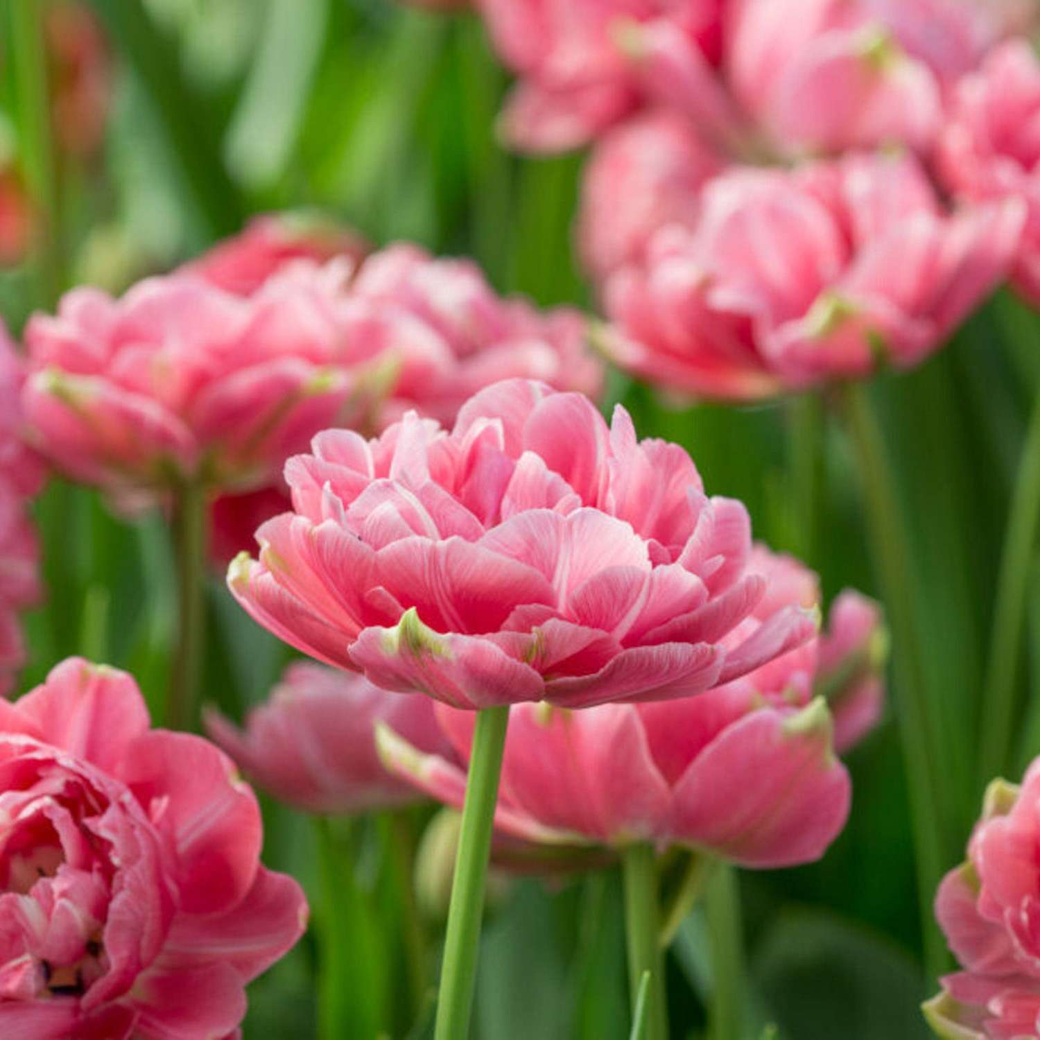Tulppaani 'Aveyron'